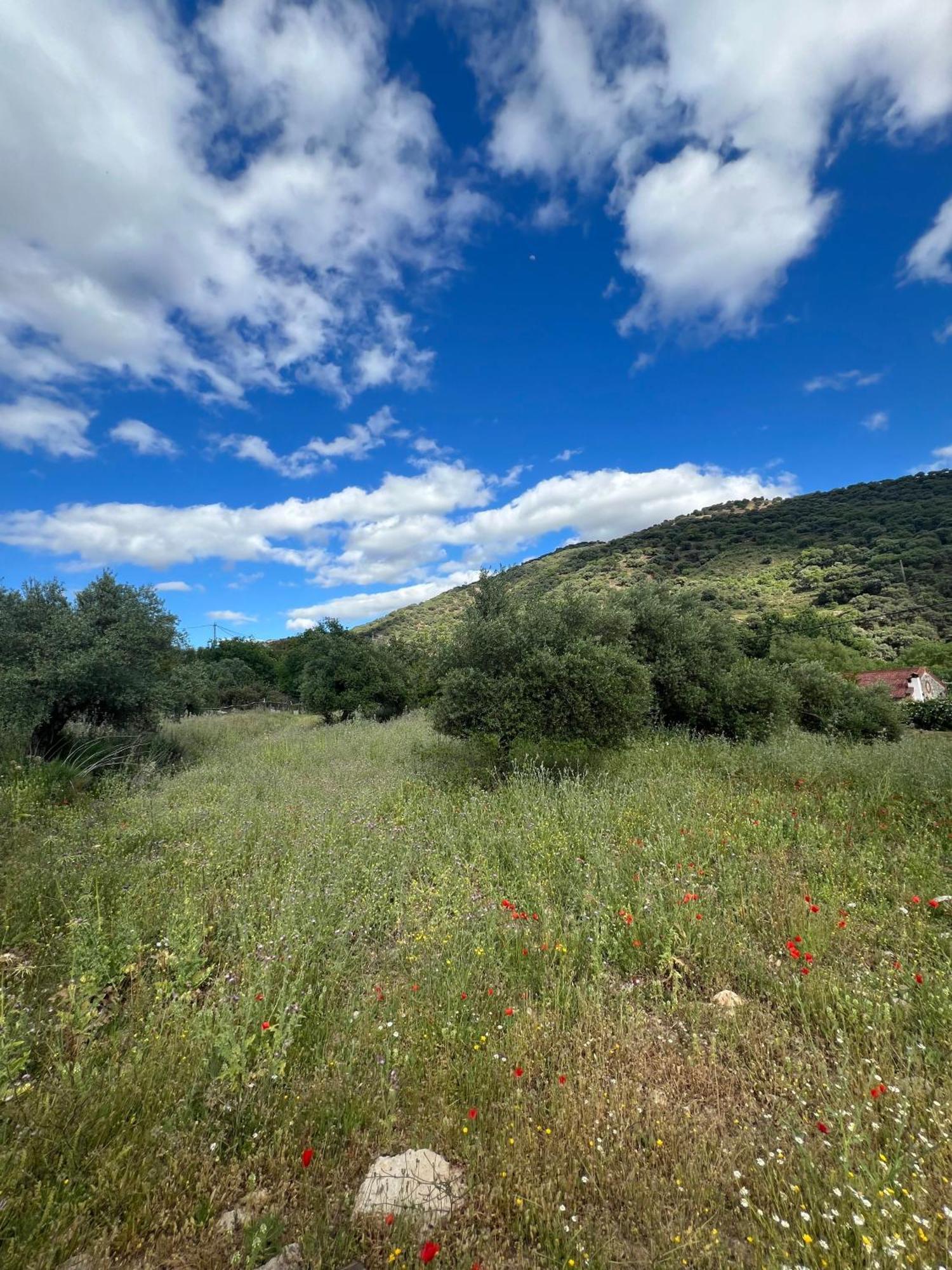Casa Rural Las Rosas De Benaoján Exteriér fotografie