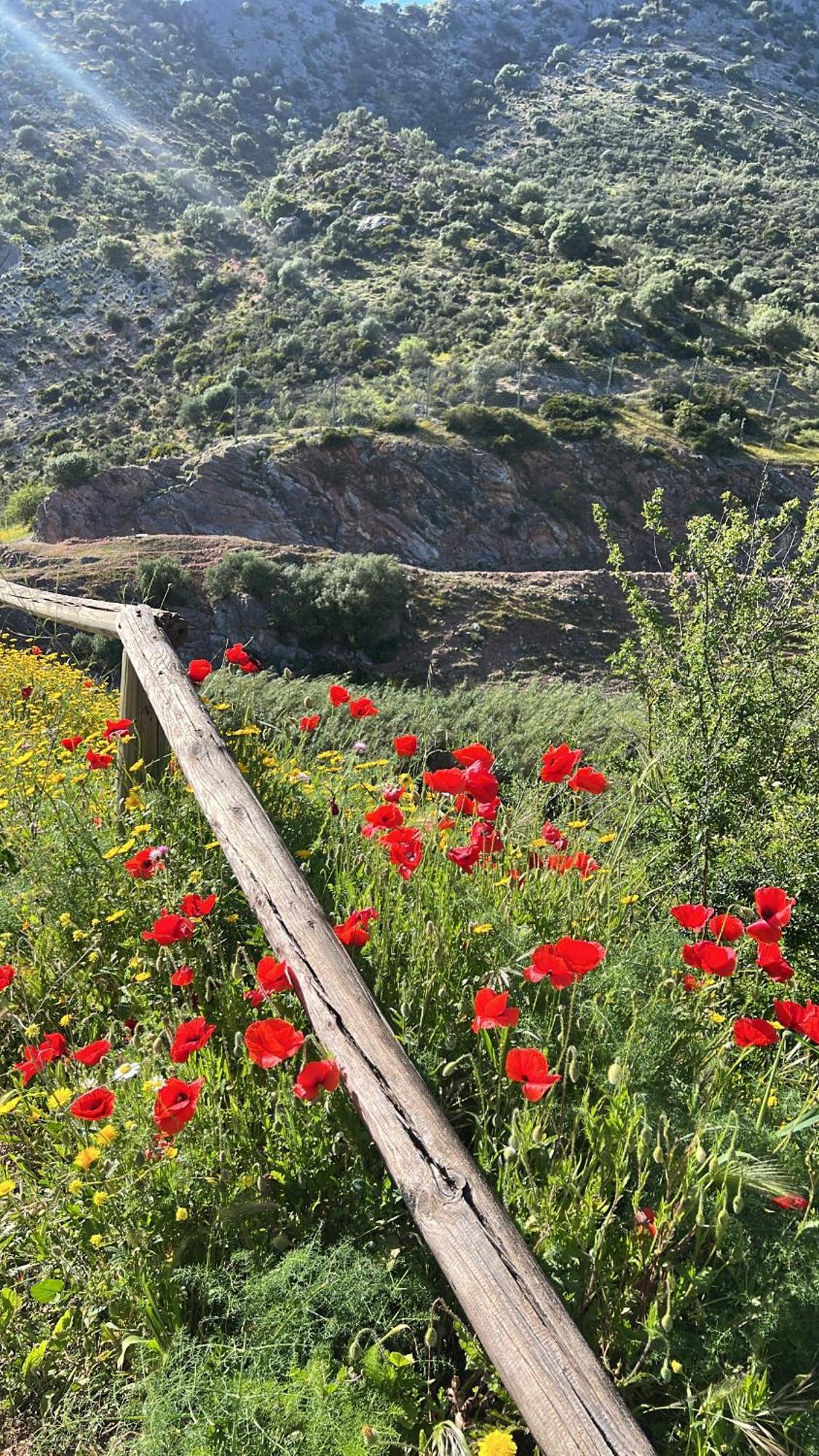 Casa Rural Las Rosas De Benaoján Exteriér fotografie